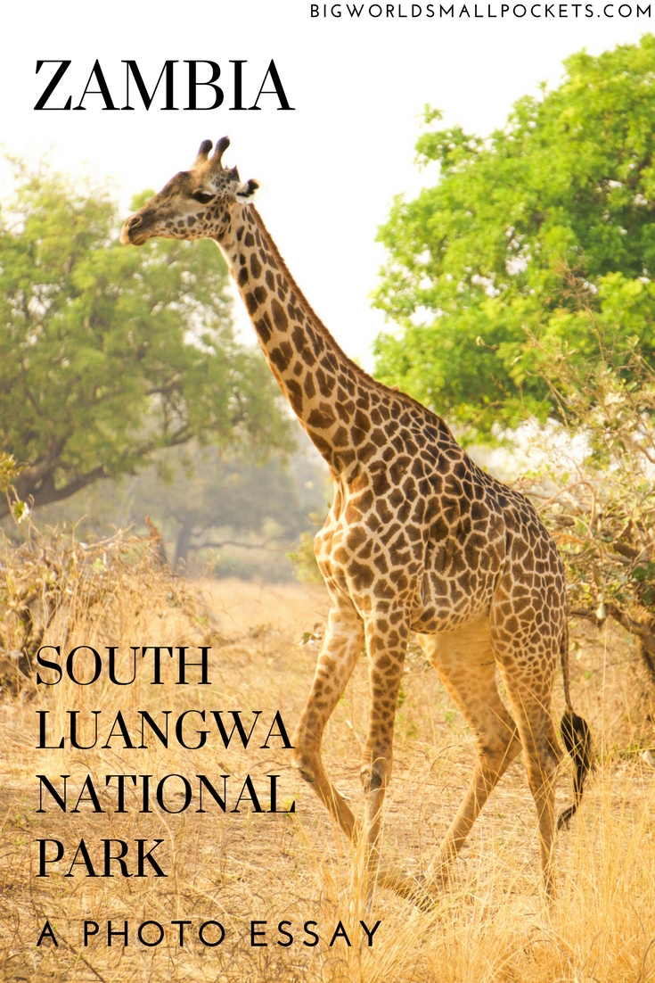 South Luangwa National Park, Zambia {Big World Small Pockets}