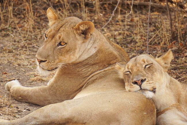 Zambia, South Luangwa NP, Lion Sisters