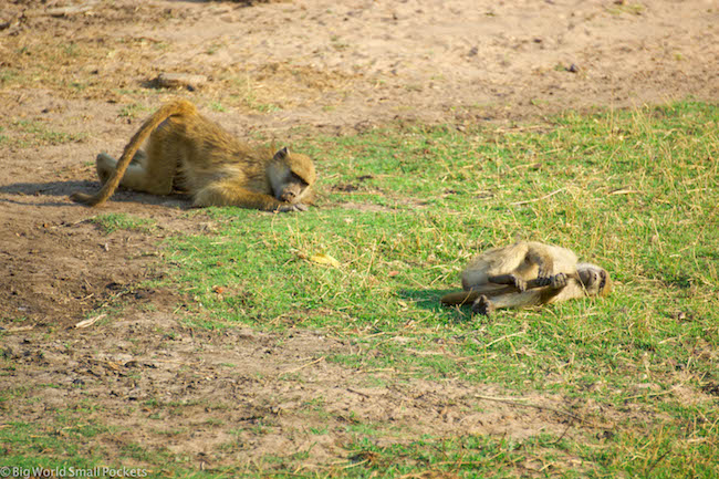 Botswana, Chobe River, Monkeys