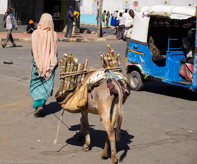Ethiopia, Harar, Donkey
