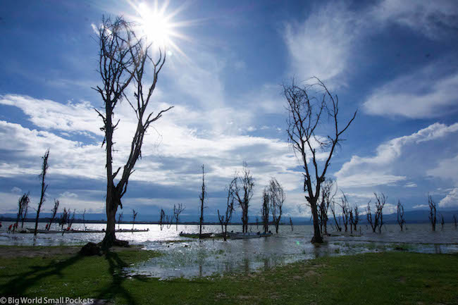 Kenia, Lago Naivasha, Árboles