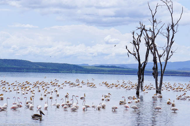 Kenya, Lake Nakuru, Flamingoes