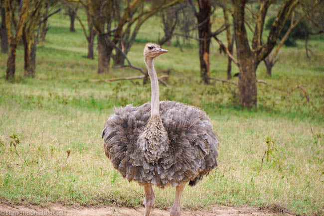Kenya, Lake Nakuru, Ostrich