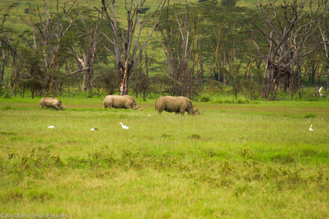 Kenia, Lake Nakuru, Neushoornfamilie x3