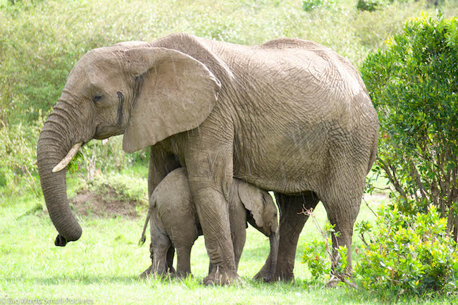 Kenya, Masai Mara, Baby Elephant Mum