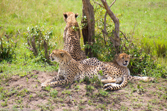 Kenya, Masai Mara, Trio de guépards