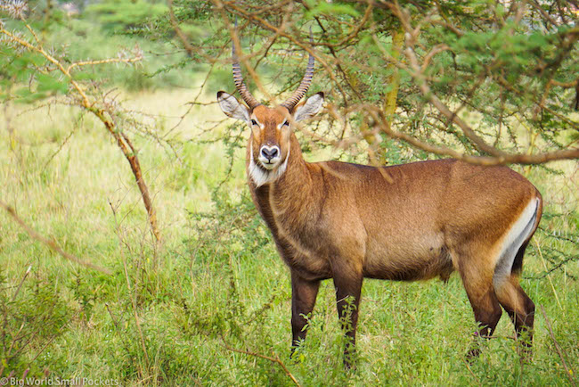 Kenya, Masai Mara, Eland