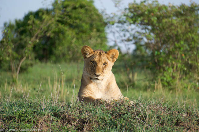 Kenya, Masai Mara, Lioness