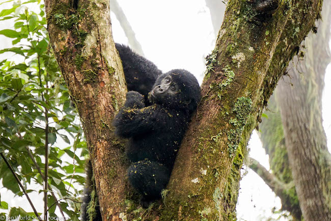 Uganda, Bwindi, Dirty Gorilla