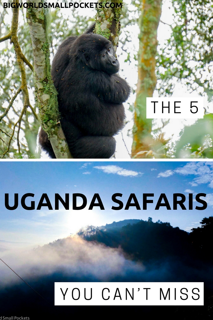 5 Incredible Safari Experiences in Uganda You Can’t Miss {Big World Small Pockets}