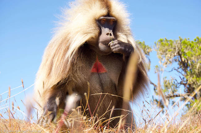 Ethiopia, Simien Mountains, Gelada Monkey