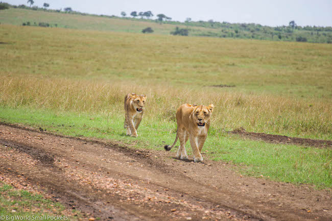 Kenya, Masai Mara, Lion Duo