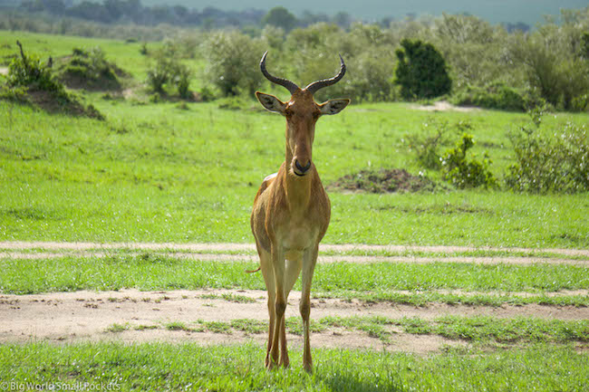 Kenya, Masai Mara, Topi