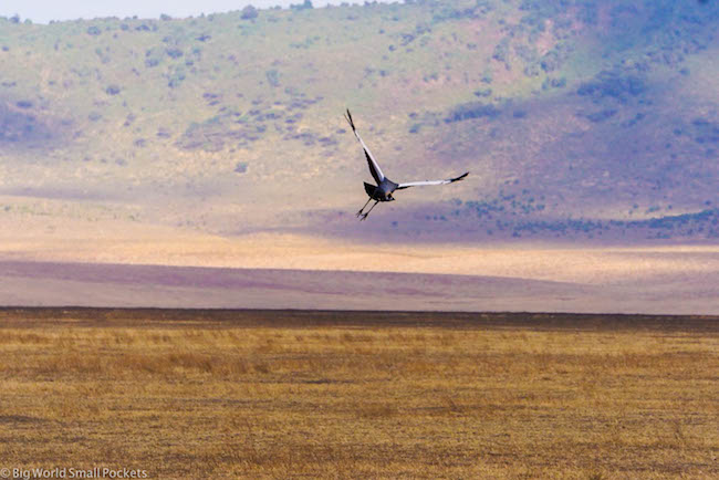 Tanzania, Ngorongoro Crater, Bird