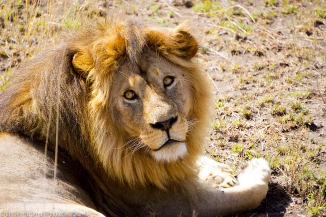 Tanzania, Serengeti, Leone maschio