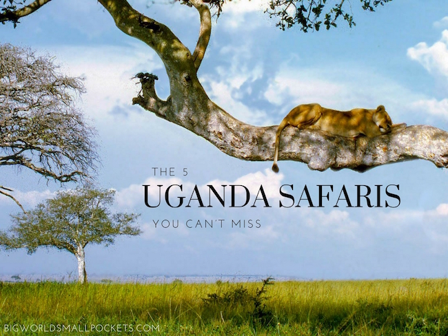 The 5 Uganda Safaris You Can’t Miss