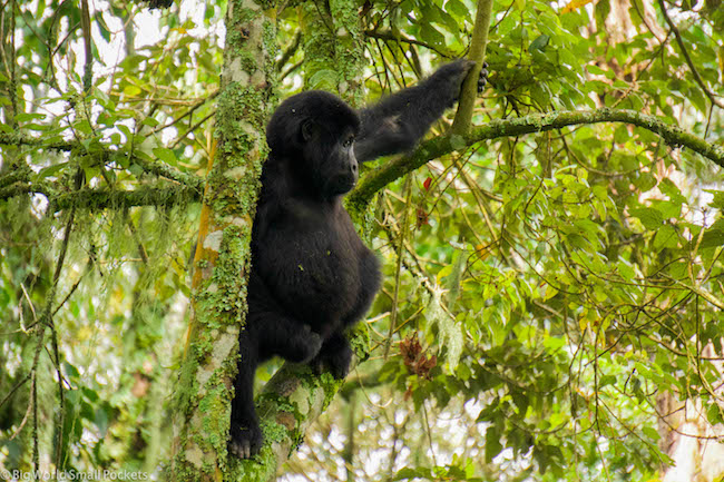 Uganda, Bwindi, Gorilla Time