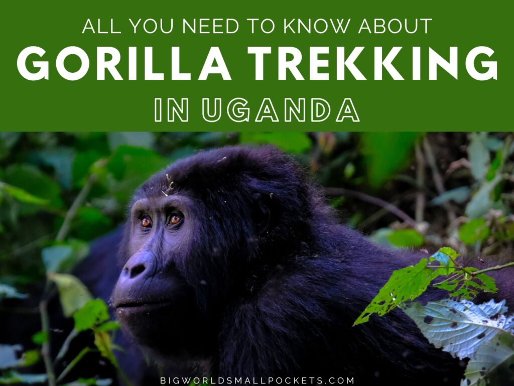 All you Need to Know About Gorilla Trekking in Uganda