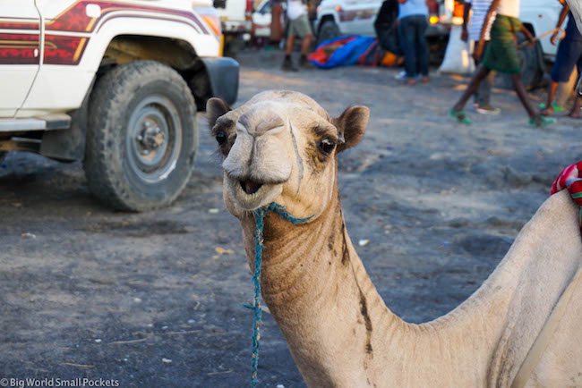 Ethiopia, Danakil Depression, Camel