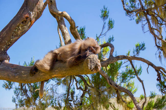 Ethiopia, Simien Mountains, Baby Gelada