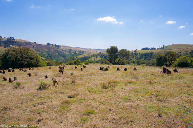 Ethiopia, Simien Mountains, Gelada Monkey Troupe