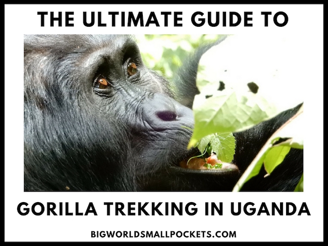Gorilla Trekking Uganda