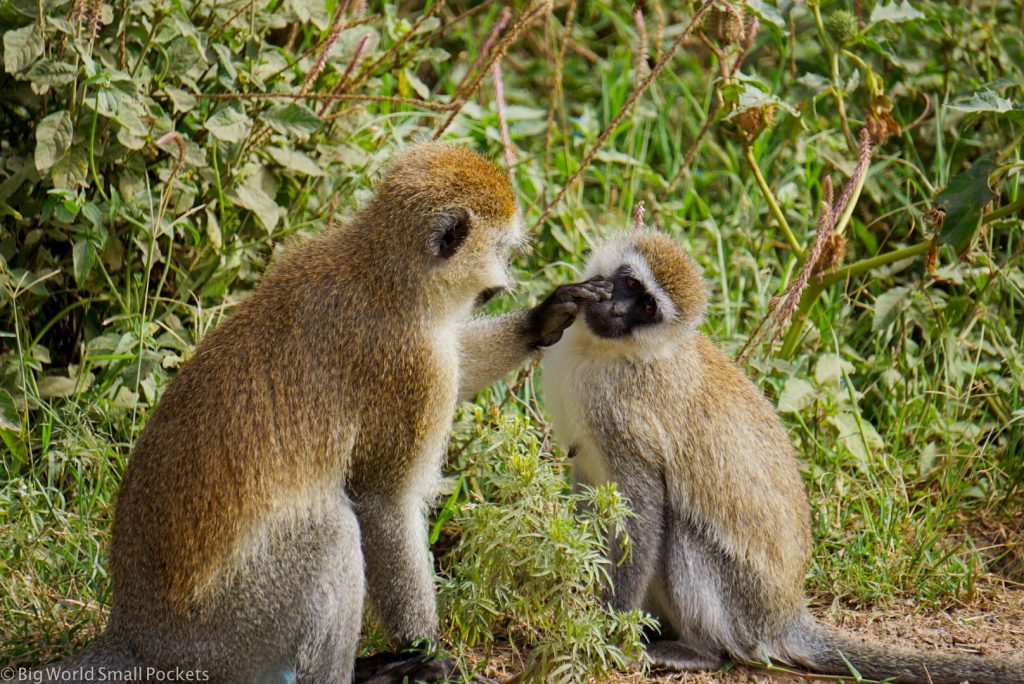 Kenya, Hells Gate NP, Vervet Monkeys