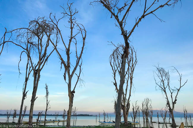 Kenya, Lake Naivasha, Trees