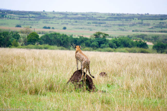 Kenya, Masai Mara, Cheetah on Watch