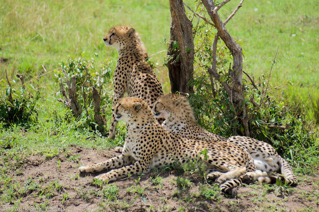 Kenya, Masai Mara, Cheetahs Under Tree