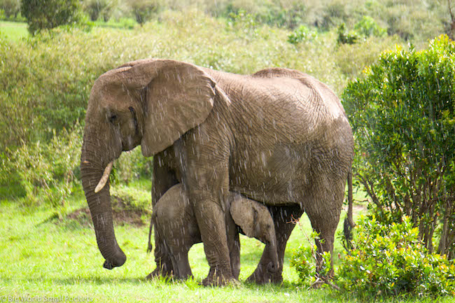 Kenya, Masai Mara, Elephant Rain Shelter