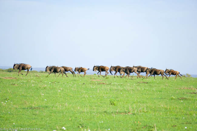 Kenya, Masai Mara, Wildebeest