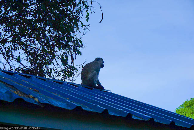 Kenya, Milimani Backpackers, Monkey