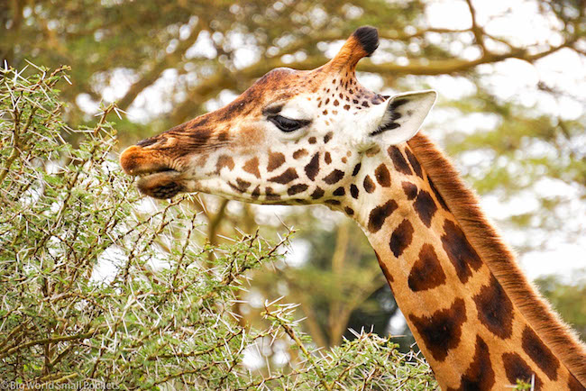 Tanzania, Giraffa, Serengeti