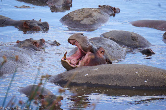 Tanzânia, Cratera de Ngorongoro, Hippo