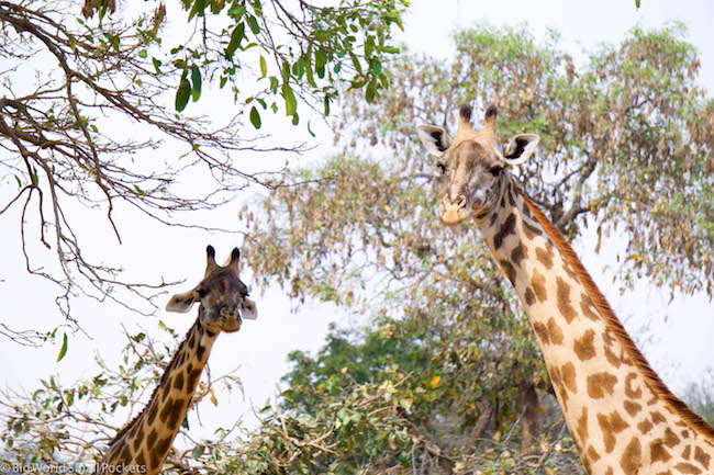 Zambia, South Luangwa NP, Giraffes