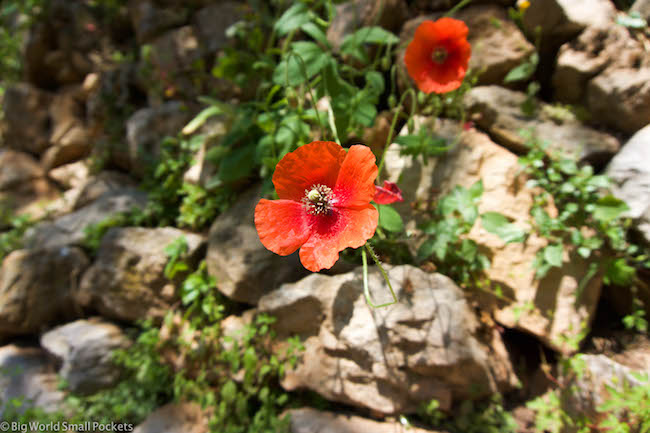 Lebanon, Bcharre, Poppies