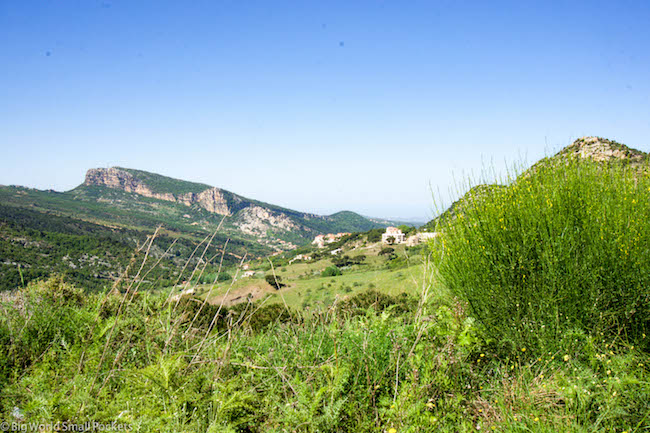 Lebanon, Cedars, Ital