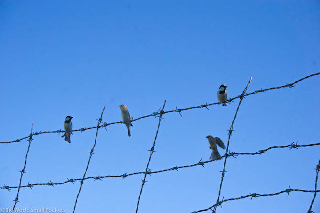 Sudan, Birds, Wire Fence