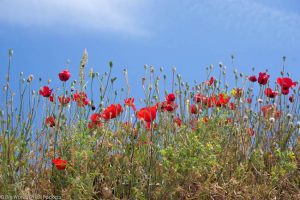 Turkey, Selcuk, Poppies