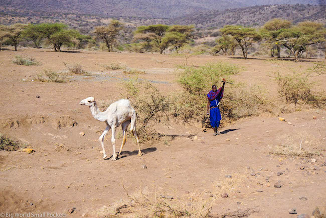 Tanzania, Serengeti, Camel