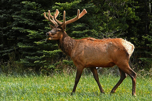 Canada, Wildlife, Elk