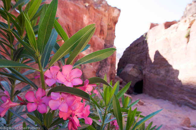 Jordan, Petra, Flowers