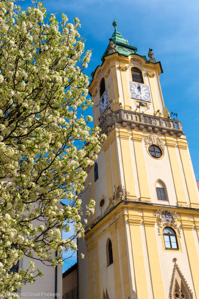 Slovakia, Bratislava, Old Town Hall with Blossom