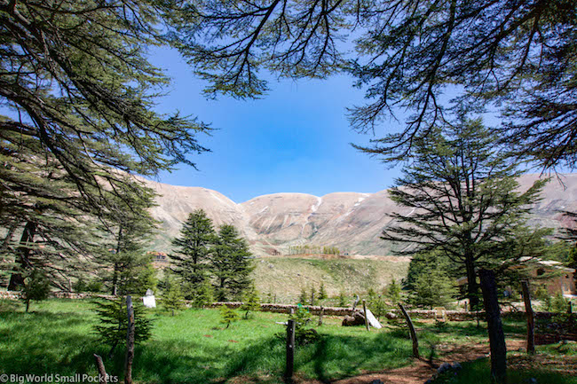 Lebanon, Cedars, Reserve, Springtime