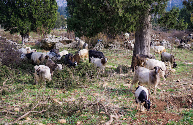 Lebanon, Aakkar, Sheep