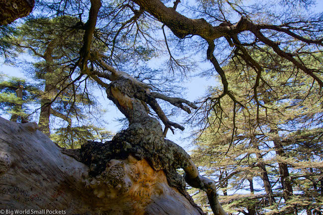 Lebanon, Cedars, Tree Stump