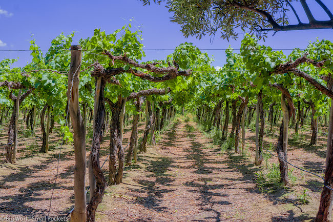 Argentina, Wineries, Vines