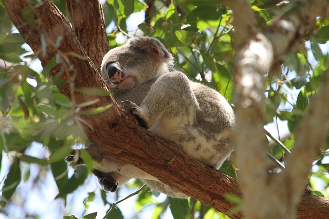 Australia, Noosa National Park Koala