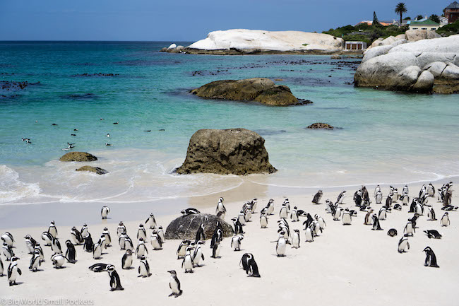 South Africa, Cape Town, Penguins